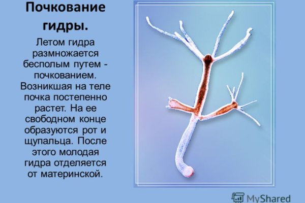 Кракен вместо гидры